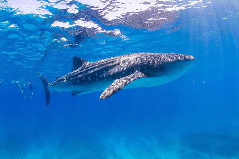 VIP Luxury Chartered Escapes, Exploring The Reef At Your Own Pace - Holiday Cairns 9