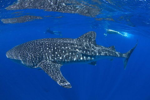VIP Luxury Chartered Escapes, Exploring The Reef At Your Own Pace - Holiday Cairns 31