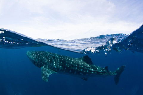 VIP Luxury Chartered Escapes, Exploring The Reef At Your Own Pace - Holiday Cairns 51