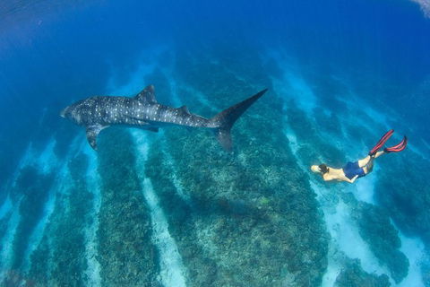 VIP Luxury Chartered Escapes, Exploring The Reef At Your Own Pace - Holiday Cairns 47