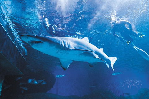AQWA The Aquarium Of Western Australia: General Admission - Holiday Cairns 9