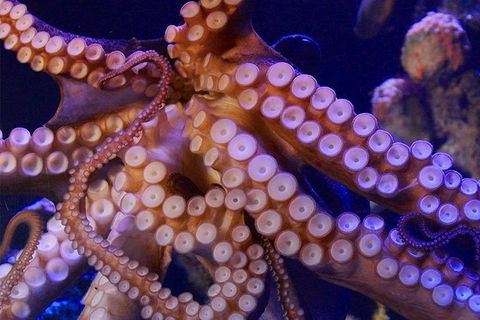 AQWA The Aquarium Of Western Australia: General Admission - Holiday Cairns 8