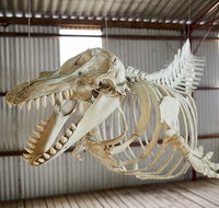 Albany's Whale Story - Holiday Cairns