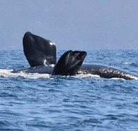 3 Hour Winter Whale Safari May - Oct around King George Sound - Holiday Cairns