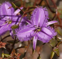 Wildflower Photographic Day Trip from Perth - Holiday Cairns