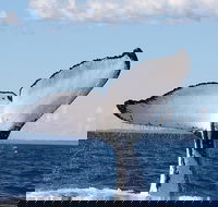 Phillip Island Whale Watching Tour - Holiday Cairns