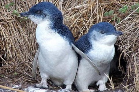 Day Tour Of Phillip Island Nature Parks & Penguins - Holiday Cairns 0