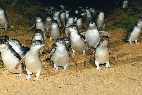 Day Tour Of Phillip Island Nature Parks & Penguins - Holiday Cairns 6