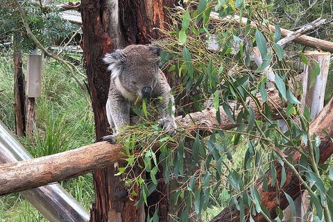 Day Tour Of Phillip Island Nature Parks & Penguins - Holiday Cairns 3