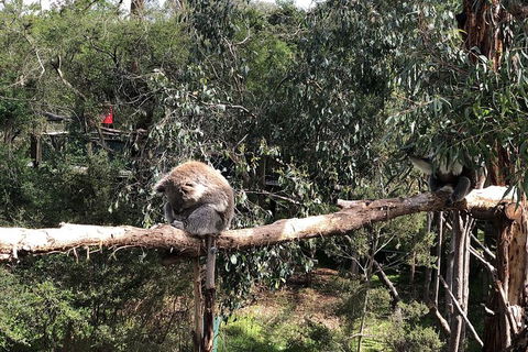 Day Tour Of Phillip Island Nature Parks & Penguins - Holiday Cairns 4
