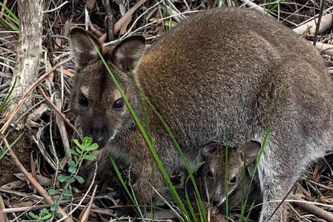 Wineglass Bay And Freycinet National Park Active Day Trip From Hobart - Holiday Cairns 32