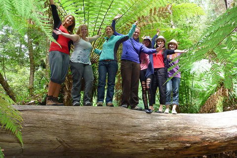 Mt Field National Park Active Day-Trip Including Bonorong And Mt Wellington - Holiday Cairns 4