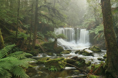 Mt Field National Park Active Day-Trip Including Bonorong And Mt Wellington - Holiday Cairns 10
