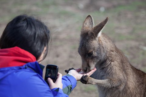 Mt Field National Park Active Day-Trip Including Bonorong And Mt Wellington - Holiday Cairns 14