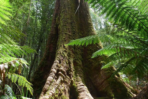 Mt Field National Park Active Day-Trip Including Bonorong And Mt Wellington - Holiday Cairns 11