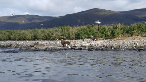 Fresh From The Ocean: Tasmanian Seafood Gourmet Full-Day Cruise Including Lunch - Holiday Cairns 11