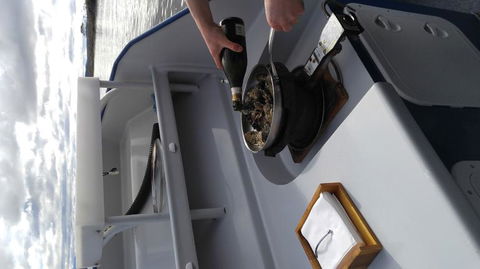 Fresh From The Ocean: Tasmanian Seafood Gourmet Full-Day Cruise Including Lunch - Holiday Cairns 9