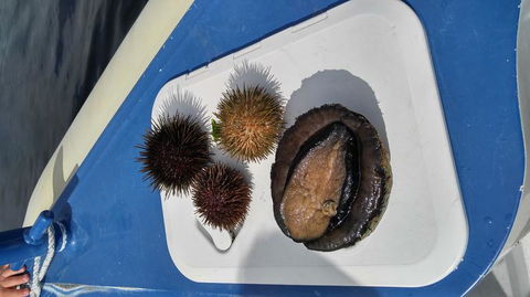 Fresh From The Ocean: Tasmanian Seafood Gourmet Full-Day Cruise Including Lunch - Holiday Cairns 6