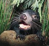 Hobart Shore Excursion Half Day Bonorong Wildlife Park with Richmond Tour - Holiday Cairns