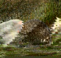 Bruny Island premium private photo-oriented day tour from Hobart - Holiday Cairns