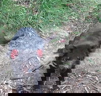 South East Food Sightseeing Private Tour with the Tasmanian Devil Unzoo - Holiday Cairns