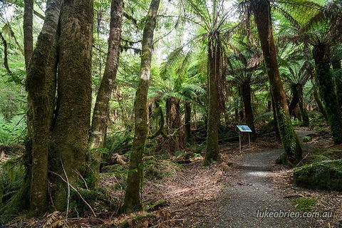 Mt Field And Styx Valley Photography Tour - Holiday Cairns 6