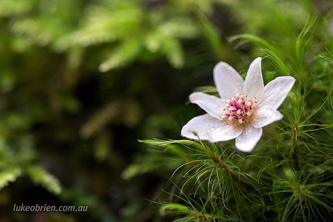 Mt Field And Styx Valley Photography Tour - Holiday Cairns 5