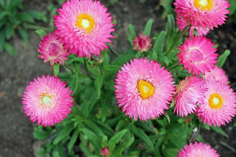 Small-group Tour From Hobart: Native Flora And Fauna, Incl. Royal Bot. Gardens - Holiday Cairns 3
