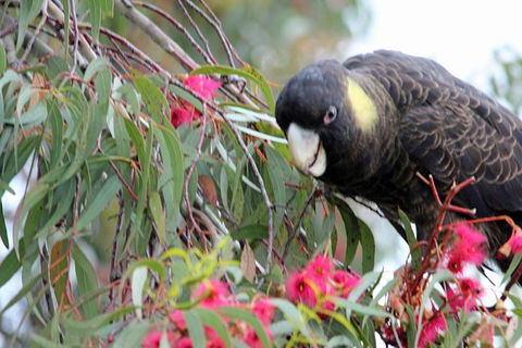 Small-group Tour From Hobart: Native Flora And Fauna, Incl. Royal Bot. Gardens - Holiday Cairns 8
