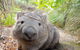 Maria Island Cruise + Walk. Renowned Day Tour With Drinks And Guided Walk - thumb 6