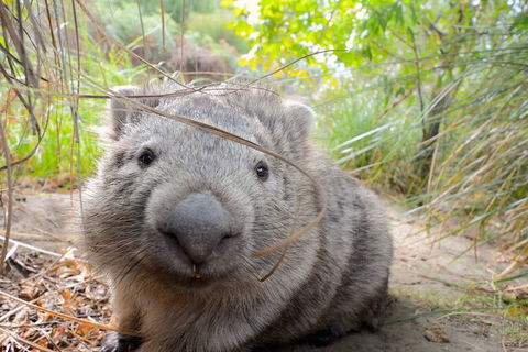 Maria Island Cruise + Walk. Renowned Day Tour With Drinks And Guided Walk - Holiday Cairns 6