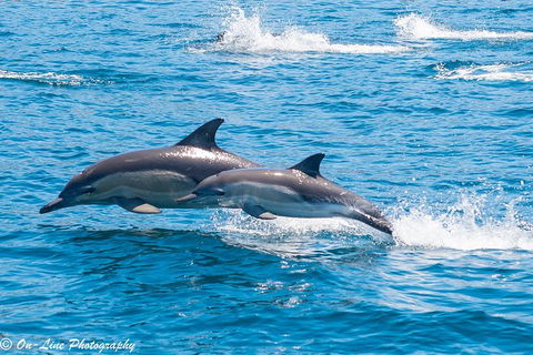 Maria Island Cruise + Walk. Renowned Day Tour With Drinks And Guided Walk - Holiday Cairns 14