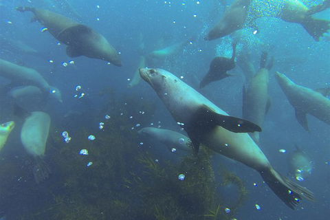 Maria Island Cruise + Walk. Renowned Day Tour With Drinks And Guided Walk - Holiday Cairns 8