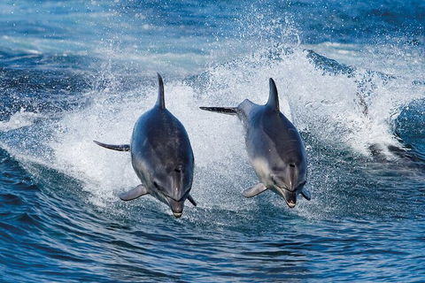 3-Hour Bruny Island Cruise From Adventure Bay - Holiday Cairns 3