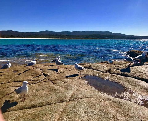 5-Day Lap Of Tasmania Tour From Hobart (flexible Ticket) - Holiday Cairns 4