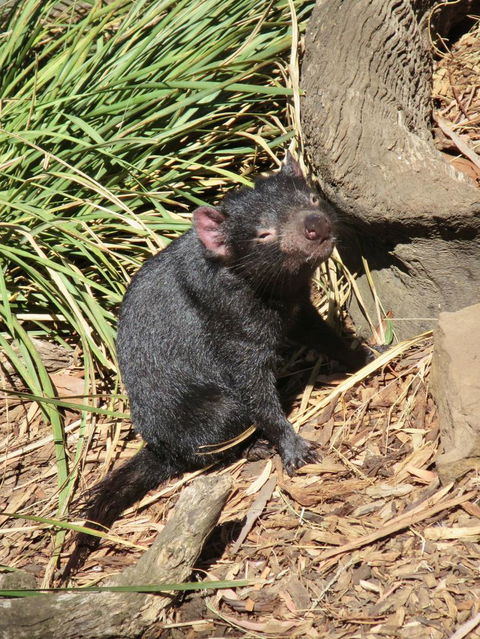 Small-Group Tour From Hobart: Mt Wellington, Bonorong Wildlife Park And Richmond - Holiday Cairns 7