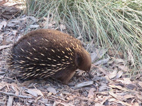 Small-Group Tour From Hobart: Mt Wellington, Bonorong Wildlife Park And Richmond - Holiday Cairns 9
