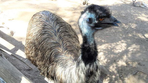 Small-Group Tour From Hobart: Mt Wellington, Bonorong Wildlife Park And Richmond - Holiday Cairns 18