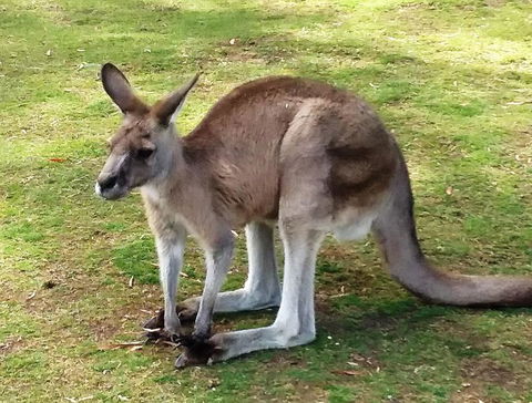 Small-Group Tour From Hobart: Mt Wellington, Bonorong Wildlife Park And Richmond - Holiday Cairns 17