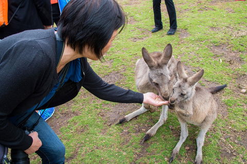 Small-Group Tour From Hobart: Mt Wellington, Bonorong Wildlife Park And Richmond - Holiday Cairns 15