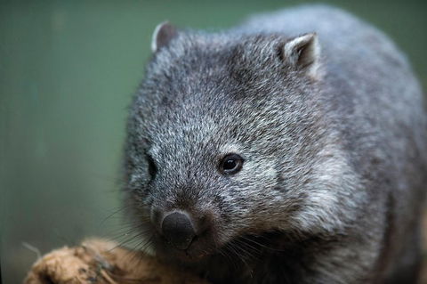 Small-Group Tour From Hobart: Mt Wellington, Bonorong Wildlife Park And Richmond - Holiday Cairns 28