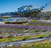 Private Tasman Peninsula Cruise Ship Tour from Port Arthur - Holiday Cairns