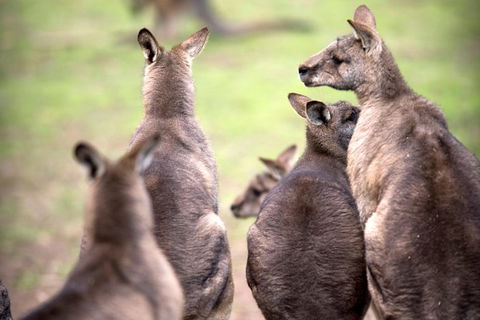 Private Mt Wellington, Richmond, Bonorong Wildlife Sanctuary Tour From Hobart - Holiday Cairns 1