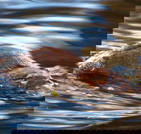 Wild-Platypus 2 hour wildlife tour - Holiday Cairns