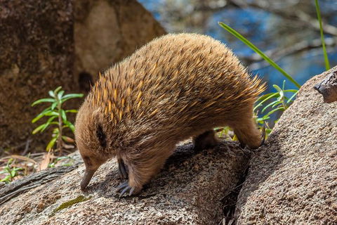 Spotlight Tour (2 Hours, $120 Per Person) - Holiday Cairns 4