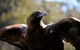 Wildlife Day Tour (4+ Hours, $195 Per Person) - thumb 0