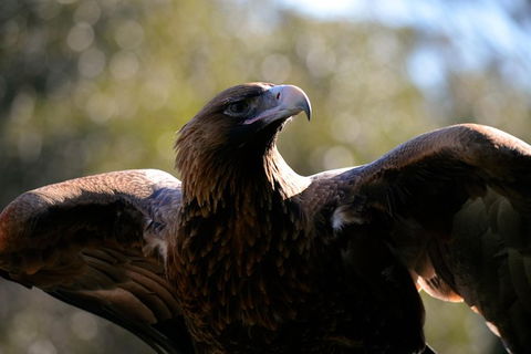 Wildlife Day Tour (4+ Hours, $195 Per Person) - Holiday Cairns 0