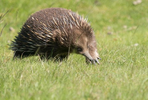 Wildlife Day Tour (4+ Hours, $195 Per Person) - Holiday Cairns 7