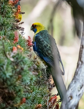 Wildlife Day Tour (4+ Hours, $195 Per Person) - Holiday Cairns 10