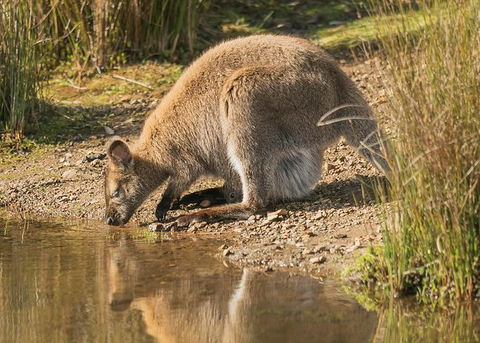 Wildlife Day Tour (4+ Hours, $195 Per Person) - Holiday Cairns 14